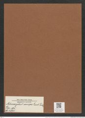Actinocyclus ? anceps Lend.-Fortm. (de-Toni-Nr.: Genus 195, Species 4795) Zeichnungen Sammlung Grunow Mappe 04655 (Herbarium_W_Grunow_drawings_Folder_04655)